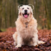SENIORVET - Image 7