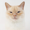 SENIORVET - Image 8